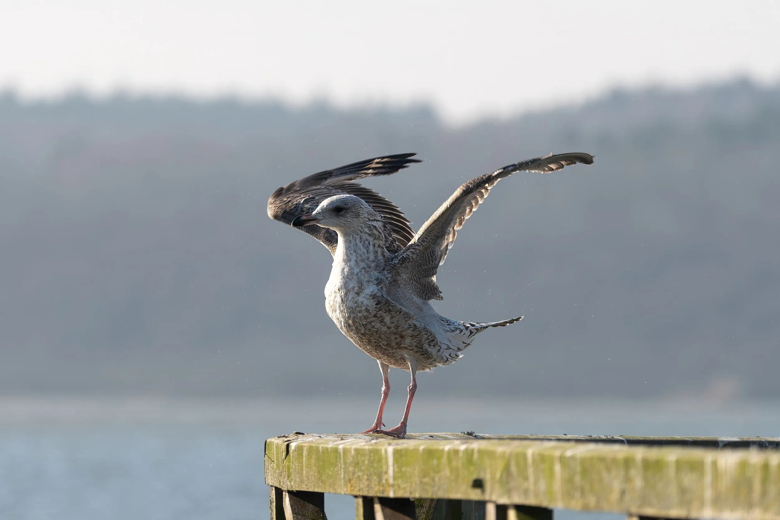 Möwe am Schmachter See