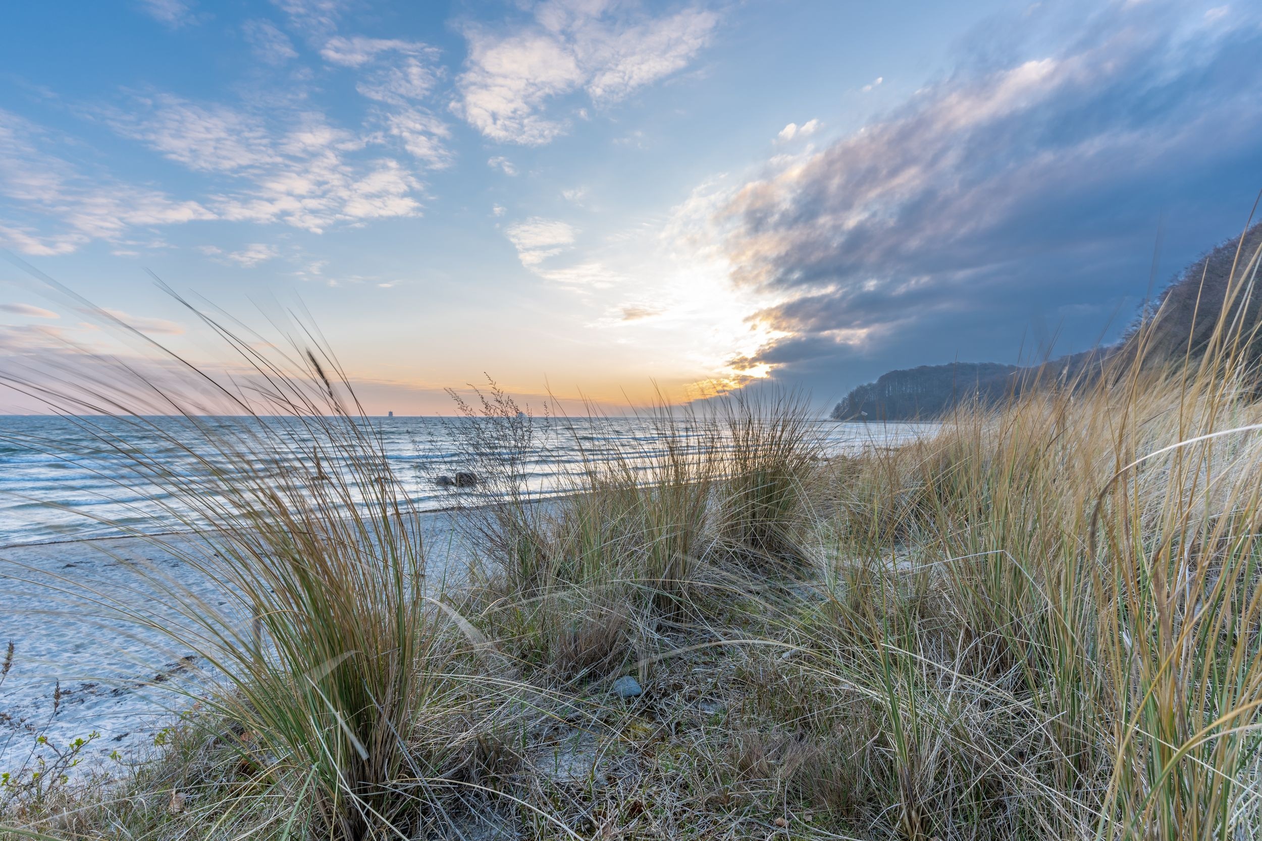 Gras im Wind